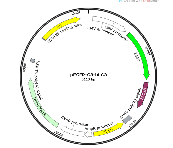 pEGFP-C3-hLC3 (人源)载体图谱